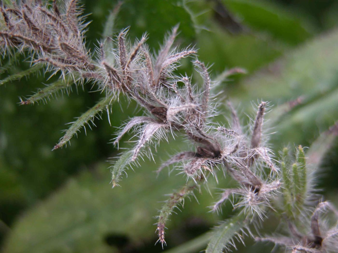 Viper's Bugloss fruit